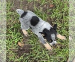 Small #2 Australian Cattle Dog