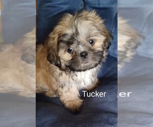Shih Tzu Puppy for sale in ADKINS, TX, USA