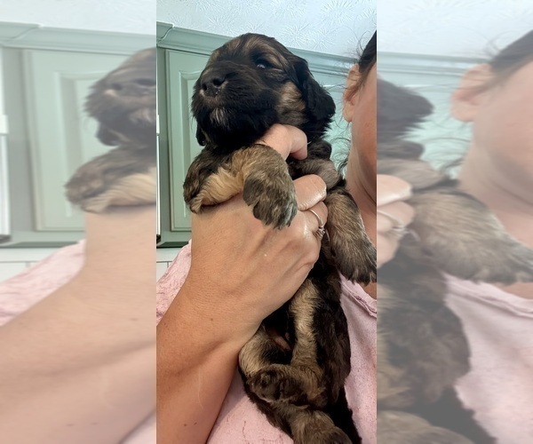 Medium Photo #44 Bernedoodle Puppy For Sale in MOULTON, AL, USA