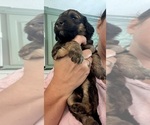 Small Photo #44 Bernedoodle Puppy For Sale in MOULTON, AL, USA