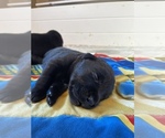 Small Photo #16 Labrador Retriever Puppy For Sale in CARMICHAEL, CA, USA