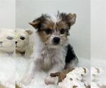 Small Photo #35 Yorkshire Terrier Puppy For Sale in DALLAS, TX, USA