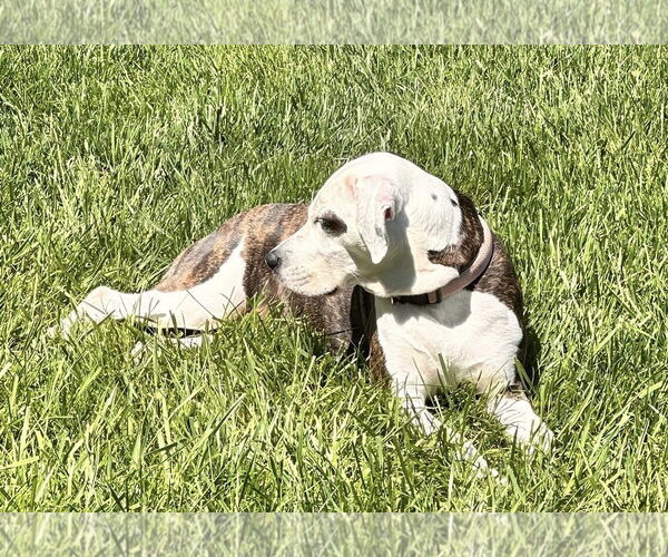 Medium Photo #2 American Bulldog-Unknown Mix Puppy For Sale in Germantown, OH, USA