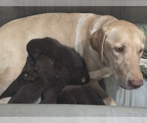 Labrador Retriever Puppy for sale in ZEPHYRHILLS, FL, USA