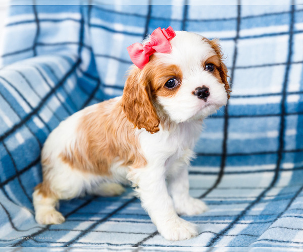 Medium Photo #11 Cockalier Puppy For Sale in WAKARUSA, IN, USA