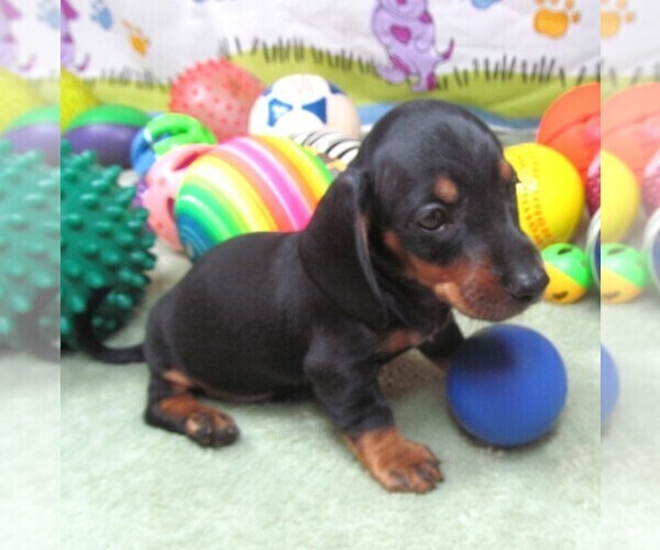 Medium Photo #1 Dachshund Puppy For Sale in RATTAN, OK, USA
