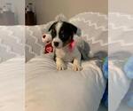 Small Photo #1 French Bulldog-Miniature Australian Shepherd Mix Puppy For Sale in JACKSONVILLE, FL, USA