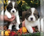 Small Photo #4 Great Bernese Puppy For Sale in OVERLAND, KS, USA