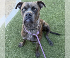 Mutt Dogs for adoption in Las Vegas, NV, USA