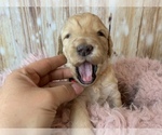Small Photo #12 Goldendoodle Puppy For Sale in CONCORD, NC, USA