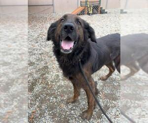 Golden Shepherd Dogs for adoption in Palmetto, FL, USA