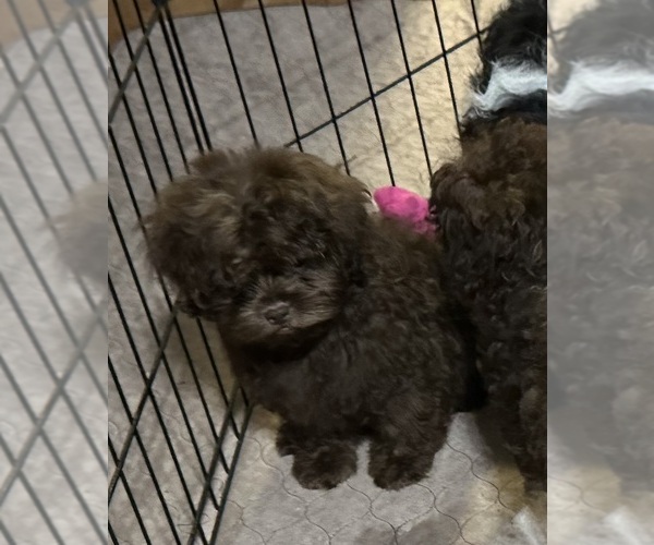 Medium Photo #3 Shih-Poo Puppy For Sale in GLOUCESTER, VA, USA