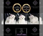 Puppy Luna UABR Maltese