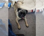 Small #2 Pug