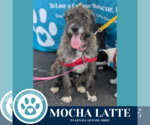 Small #1 Scottish Deerhound