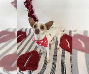 Chihuahua Dogs for adoption in San Martin, CA, USA