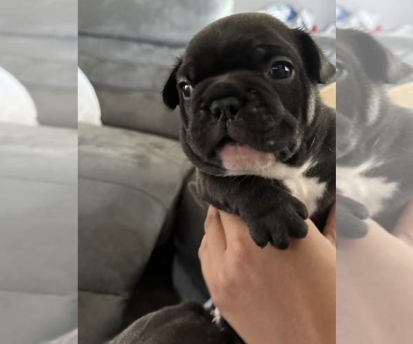 Medium Photo #6 French Bulldog Puppy For Sale in CLERMONT, FL, USA