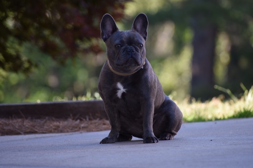Medium Photo #1 French Bulldog Puppy For Sale in CARNESVILLE, GA, USA