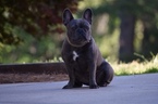 Small Photo #1 French Bulldog Puppy For Sale in CARNESVILLE, GA, USA