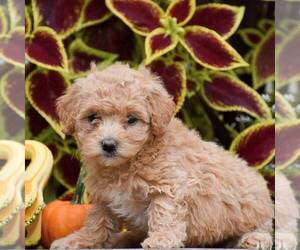 Bichpoo Puppy for sale in GAP, PA, USA