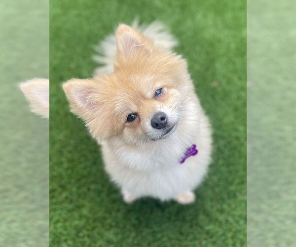 Medium Photo #1 Pomeranian-Unknown Mix Puppy For Sale in Corona, CA, USA