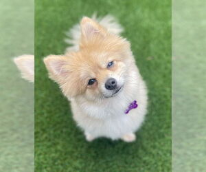 Pomeranian-Unknown Mix Dogs for adoption in Corona, CA, USA