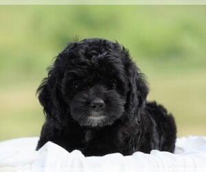 Cocker Spaniel-Poodle (Miniature) Mix Puppy for sale in FREDERICKSBG, OH, USA