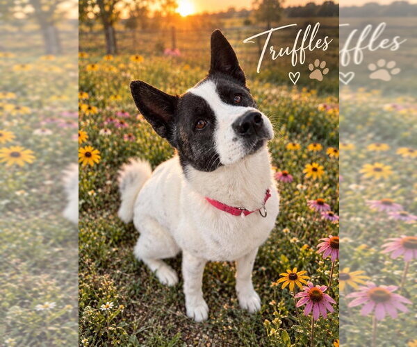 Medium Photo #3 Akita-Unknown Mix Puppy For Sale in Foristell, MO, USA