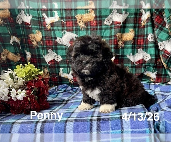Medium Photo #3 Zuchon Puppy For Sale in MOUNT PLEASANT, MI, USA