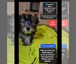 Image preview for Ad Listing. Nickname: Levine