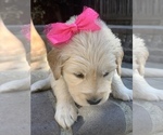 Small Photo #68 Golden Retriever Puppy For Sale in SACRAMENTO, CA, USA