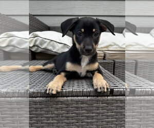 Mutt Dogs for adoption in Duluth, MN, USA