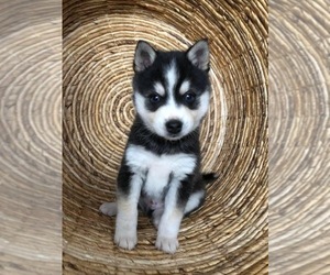 Alaskan Klee Kai Puppy for sale in CROSSTOWN, OH, USA
