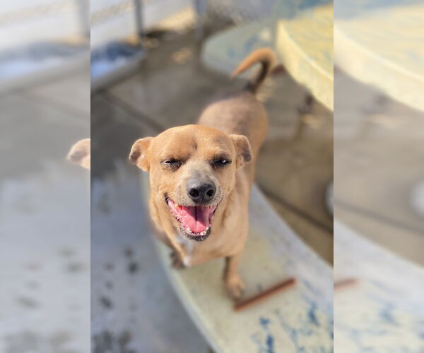 Medium Photo #3 Chihuahua-Unknown Mix Puppy For Sale in La Verne, CA, USA