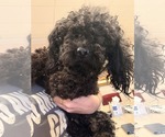 Small #2 Poodle (Miniature)