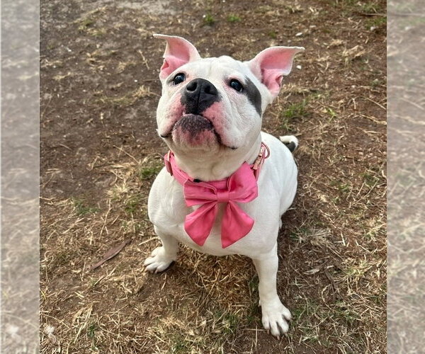 Medium Photo #3 American Bulldog-Unknown Mix Puppy For Sale in Lakewood, CO, USA