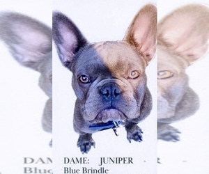 Mother of the French Bulldog puppies born on 04/21/2025