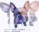 Small Photo #1 French Bulldog Puppy For Sale in BIGFORK, MT, USA