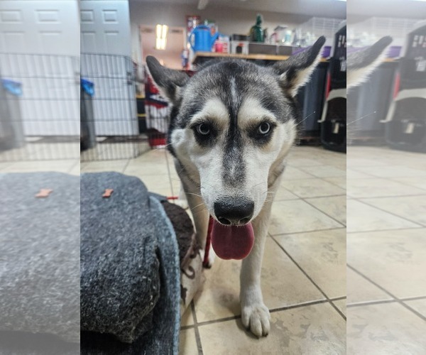 Medium Photo #1 Siberian Husky-Unknown Mix Puppy For Sale in El Centro, CA, USA