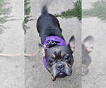 Small Photo #4 French Bulldog-Staffordshire Bull Terrier Mix Puppy For Sale in Olalla, WA, USA