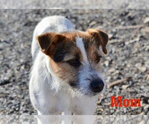 Mother of the Jack Russell Terrier puppies born on 03/06/2022
