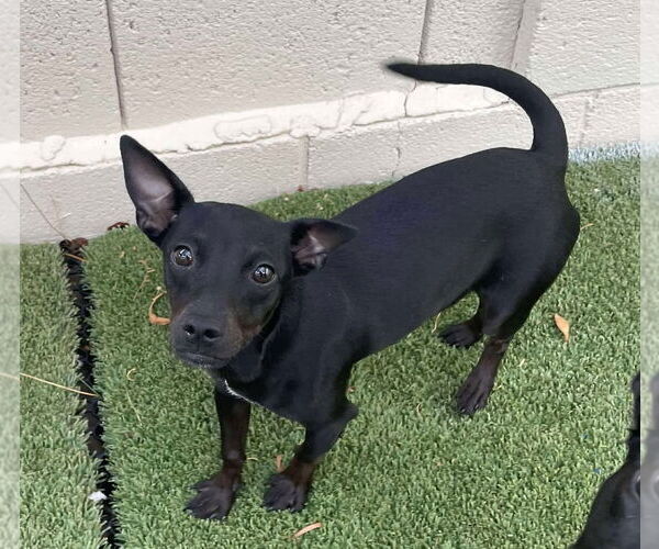 Medium Photo #2 Chihuahua-Unknown Mix Puppy For Sale in Tempe , AZ, USA