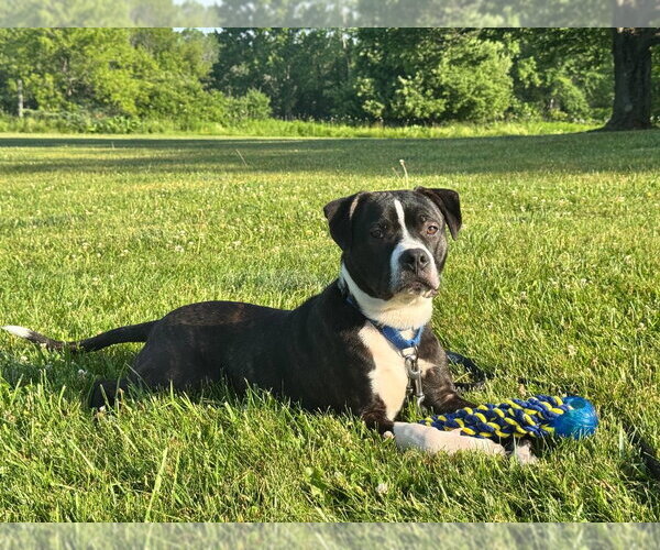 Medium Photo #4 Mutt Puppy For Sale in Gloversville, NY, USA