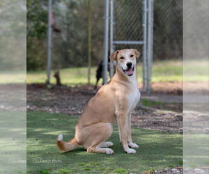 Bunny - Male Labrador Retriever-Unknown Mix Dog for Adoption - Photo #2