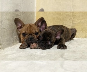 French Bulldog Puppy for sale in MORENO VALLEY, CA, USA