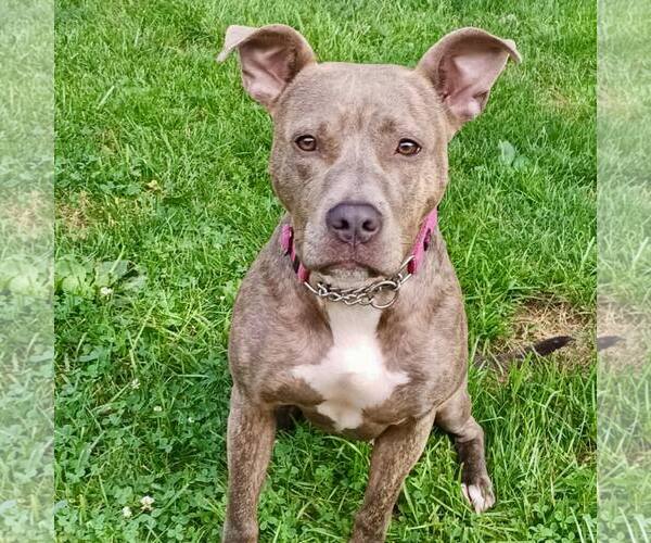 Medium Photo #1 American Staffordshire Terrier-Unknown Mix Puppy For Sale in New Oxford , PA, USA