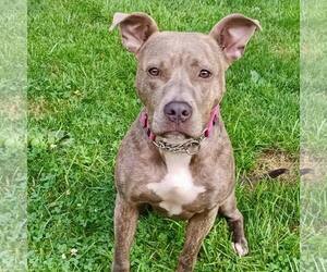 American Staffordshire Terrier-Unknown Mix Dogs for adoption in New Oxford , PA, USA