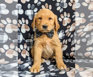 Golden Retriever Puppy for sale in OXFORD, PA, USA