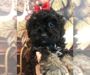 Maltese-Poodle (Toy) Mix Puppy for sale in SARASOTA, FL, USA
