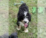 Small Photo #3 Bernedoodle Puppy For Sale in CAMDEN, OH, USA